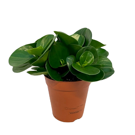 Peperomia obt. 'Green Gold' pot 15 cm
