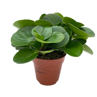 Peperomia obtus. Groen pot 12 cm
