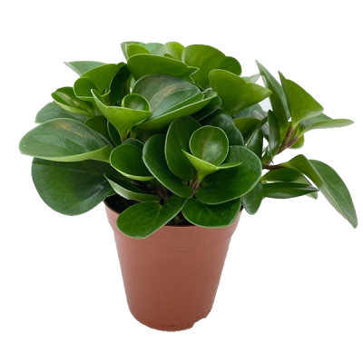 Peperomia obtus. Groen pot 15cm
