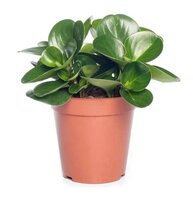 Peperomia obtusifolia
