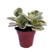 Peperomia optipan bicolor pot 12 cm