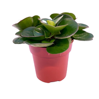 Peperomia optipan pot 10.5 cm