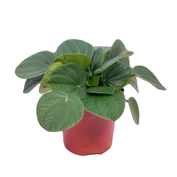 Peperomia rana verde pot 10,5 cm