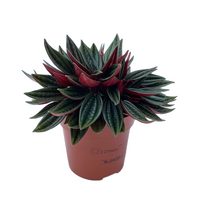 Peperomia rosso pot 10.5cm - afbeelding 2