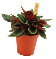 Peperomia rosso pot 10.5cm - afbeelding 1