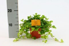 Peperomia rotundifolia