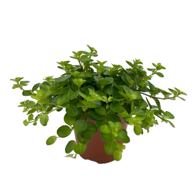 Peperomia rotundifolia. P12