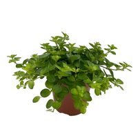 Peperomia rotundifolia. P12