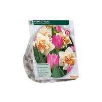 Perfect duo narcissus+tulipa 15st