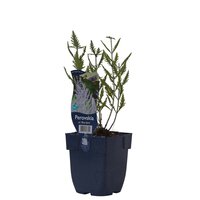 Perovskia atr. 'Blue Spire'