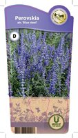 Perovskia atr. 'Blue Steel'