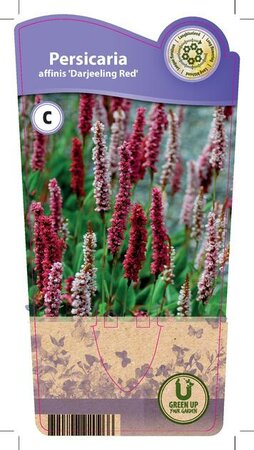 Persicaria aff. 'Darjeeling Red'