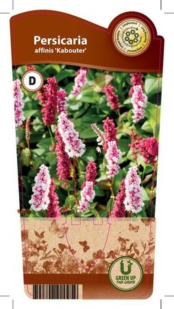 Persicaria aff. 'Kabouter'