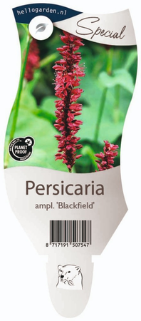 Persicaria ampl. 'Blackfield'®