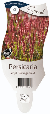 Persicaria ampl. Orange field P11