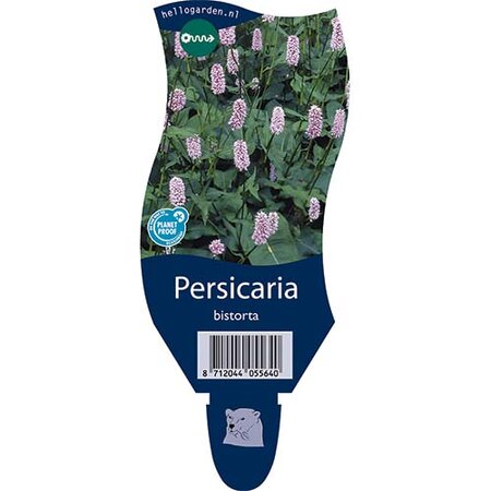 Persicaria bistorta