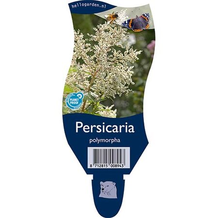 Persicaria polymorpha