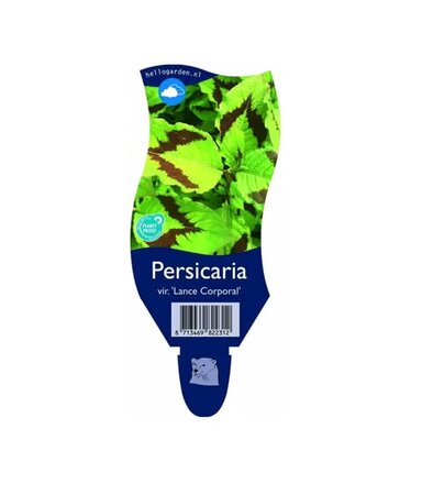 Persicaria vir. 'Lance Corporal'
