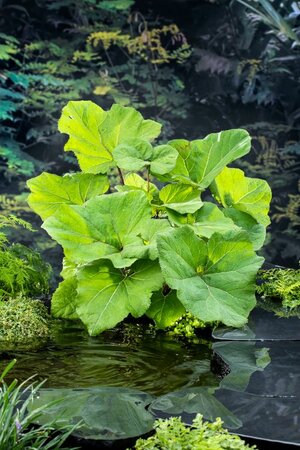 Petasites hybridus