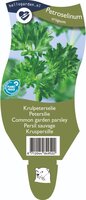Petroselinum crispum