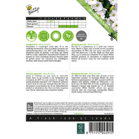 Petunia fortunia white ramblin - afbeelding 2