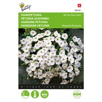 Petunia fortunia white ramblin - afbeelding 1