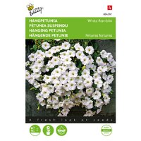 Petunia fortunia white ramblin