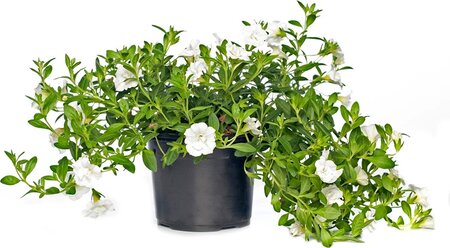 Petunia mix P12 - afbeelding 1