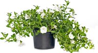 Petunia mix P12