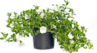 Petunia mix P12 - afbeelding 2