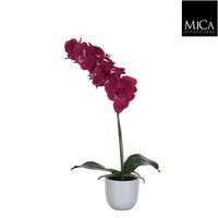 Phalaenopsis in pot d16h60cm paars