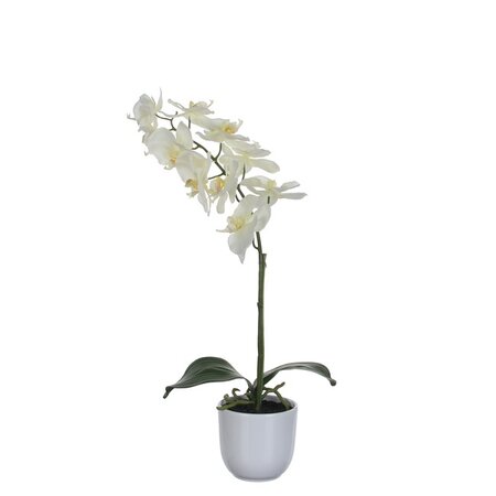 Phalaenopsis in pot d16h60cm wit (Zijde-plant)