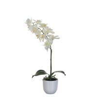 Phalaenopsis in pot d16h60cm wit (Zijde-plant)