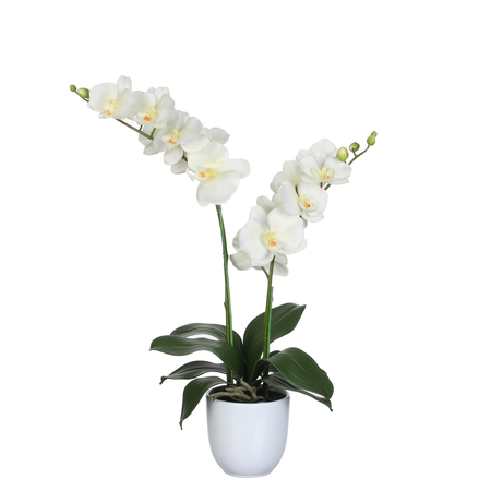 Phalaenopsis in pot d38h66cm creme (Zijde-plant)