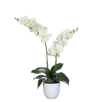 Phalaenopsis in pot d38h66cm creme (Zijde-plant)