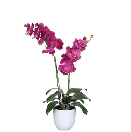 Phalaenopsis in pot d38h66cm paars (Zijde-plant)
