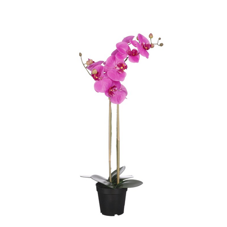 Phalaenopsis in pot d38h70cm paars
