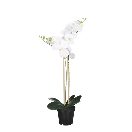 Phalaenopsis in pot d38h70cm wit