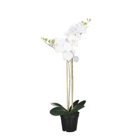 Phalaenopsis in pot d38h70cm wit