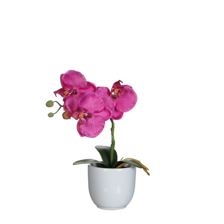 Phalaenopsis in pot h26cm paars