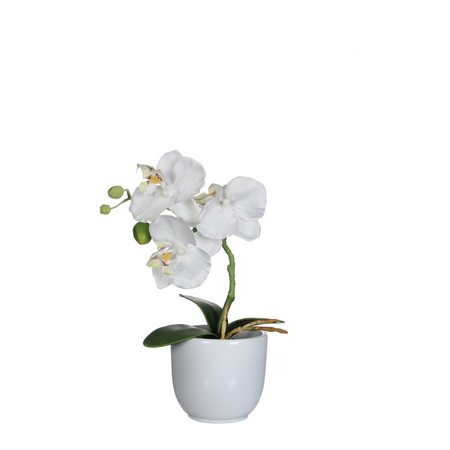 Phalaenopsis in pot h26cm wit