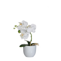 Phalaenopsis in pot h26cm wit