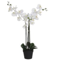 Phalaenopsis in pot l75b51h79cm wit (Zijde-plant)