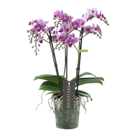 Phalaenopsis multi. 'Violet Queen' pot 12cm 2 Takken!