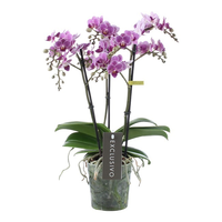 Phalaenopsis multi. 'Violet Queen' pot 12cm 2 Takken!