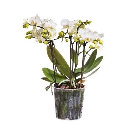 Phalaenopsis multi.   ...white