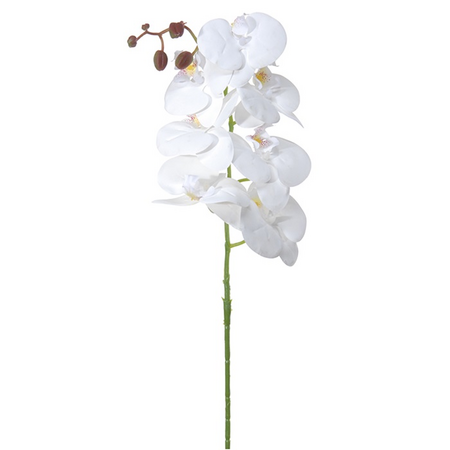 Phalaenopsissteel l100cm wit