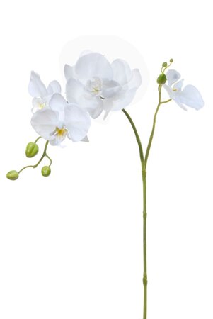 Phalaenopsissteel l60cm creme  (Zijde-bloem)