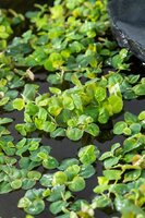 Phillanthus fusstans