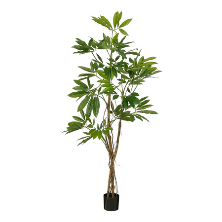 Philodendron d80h120cm groen